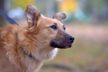 ginger mongrel dog at animal shelter