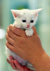 little white kitten one month old in hands