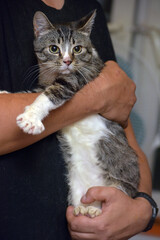gray and white tabby cat on the bed