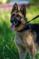blind german shepherd dog at animal shelter