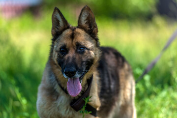 blind german shepherd dog at animal shelter