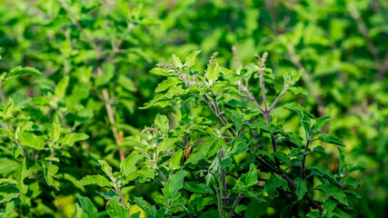 Fototapeta na wymiar Holy Basil (tulsi) blooming in the garden on a nature background