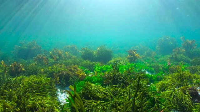 Green and brown algae on the ocean floor underwater seascape, Eastern Atlantic, Spain, Galicia