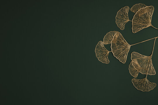 Ginkgo biloba leaves on dark green background. Botanical illustration Floral background Luxury elegant pattern.