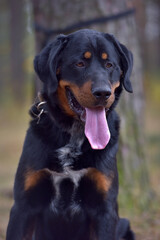 beautiful large brown dog mestizo rottweiler - 475600949