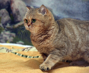 beautiful brown british cat with green eyes