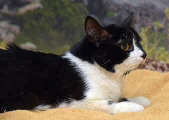 black and white cat with orange eyes lies on the sofa