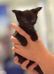 cute little black kitten in hands