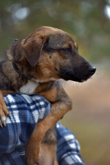 scared little brown mongrel puppy at animal shelter