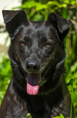 black dog mongrel on a leash in summer