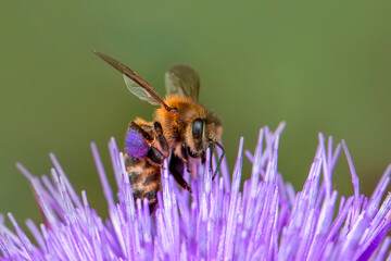 Close Up  beautiful  Bee macro  on flower in green nature 