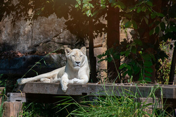 White lion in Thai,  Portrait of lion, Thailand.