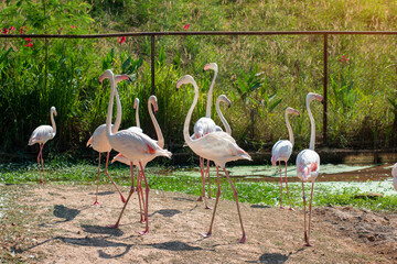 Beautiful White and Pink Flamingo bird in nature