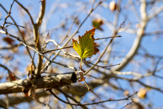 the last leaf on autumn tree 