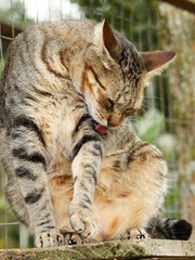 Naklejka premium cat on a tree