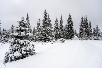 Cross country skiing track in Jizera Mountains