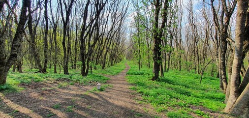 a beautiful path in the forest