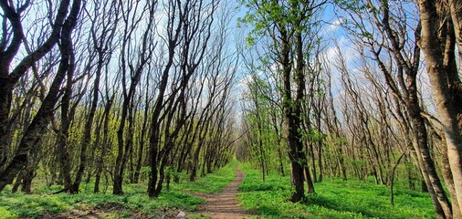 a beautiful path in the forest