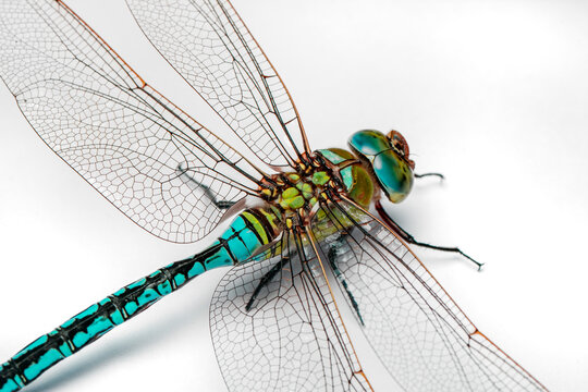 Extreme macro  shots, dragonfly wings detail. isolated on a white background.
