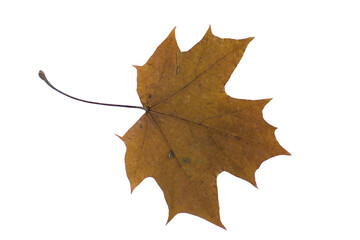 autumn dry maple leaf on a white background