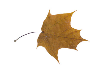 autumn dry maple leaf on a white background