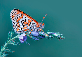 Macro shots, Beautiful nature scene. Closeup beautiful butterfly sitting on the flower in a summer...