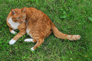 Cute orange cat sitting on green gras