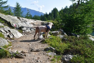 A Lagotto Romagnolo dog hiking in Southtyrol 