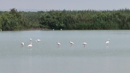 swans in the lake