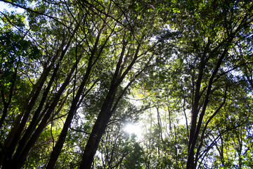 Fototapeta premium Bosque de laurisilva en los montes de Anaga de la isla de Tenerife, Canarias