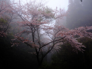 霧と桜