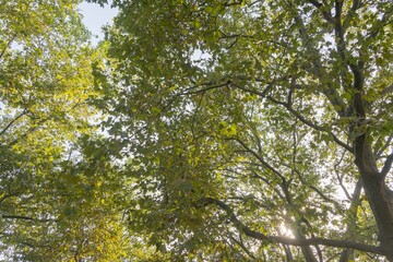 Tree top view green nature