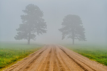 Foggy Drive in Custer State Park