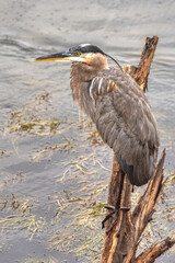 Great Blue Heron
