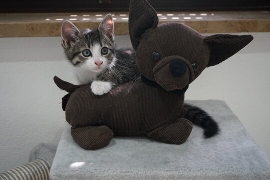 Babykatze mit Stoffhund