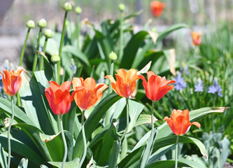 Orange and Yellow Tulips