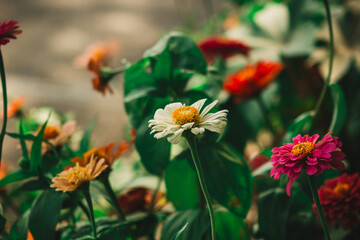 red and yellow flower