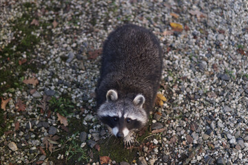 Guadeloupe raccoon in the wilderness