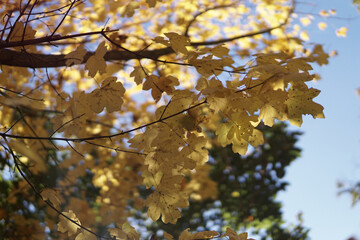 Beautiful view of tree branches with yellow autumn leaves