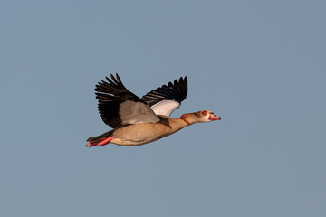 Egyptian goose (Alopochen aegyptiaca). Bird in its natural environment. © Eduardo Estellez