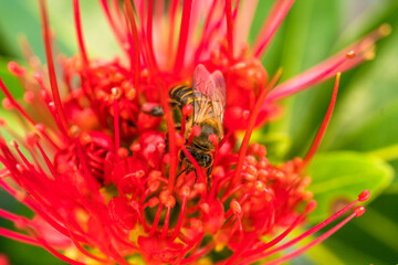 Bees collecting pollen at red flower over green natural garden Blur background, Bee flying over the red flower in blur background.