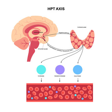 Thyroid hormones diagram