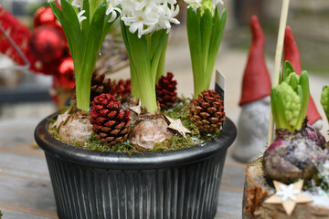 Christmas composition with hyacinths in a pot