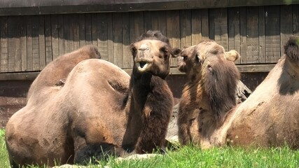 Asian camels resting on the grass. Camelus bactrianus, also called Arabian camel, living in the...
