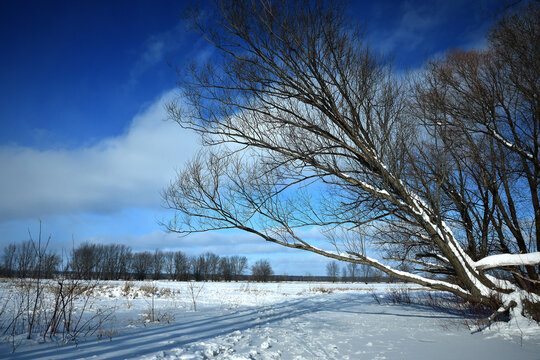 Winter walk on trials