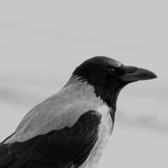 hooded crow (Corvus cornix)