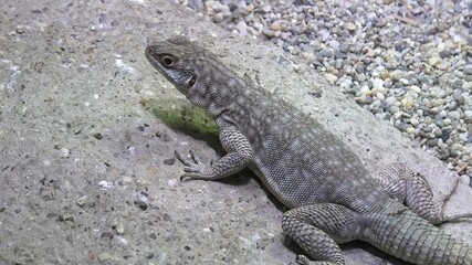 female of African on stone background. It's an insectivorous lizard of medium-small size. top view