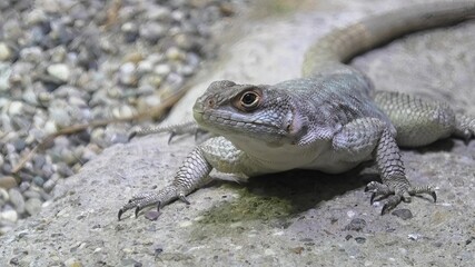 female of African on stone background. It's an insectivorous lizard of medium-small size. front view