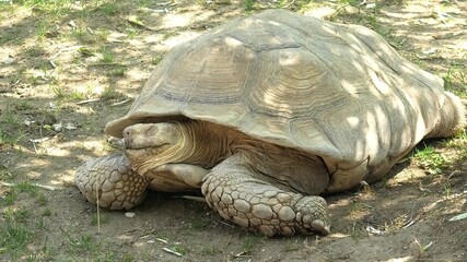 turtle: African spurred tortoise walking on the grass. Centrochelys sulcata species of Testudinidae...