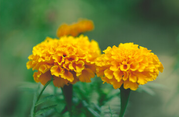 yellow flower in the garden